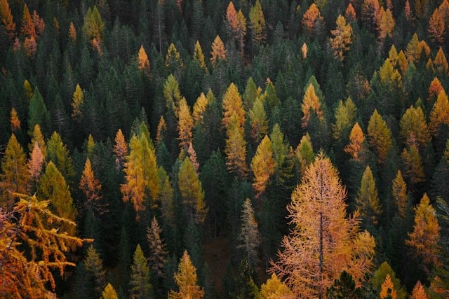 skov